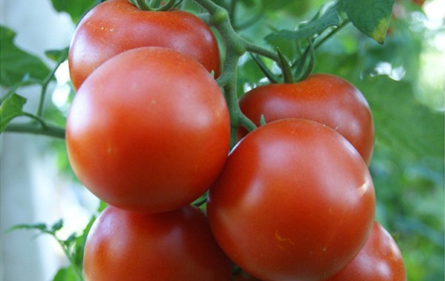 Seminte de tomate