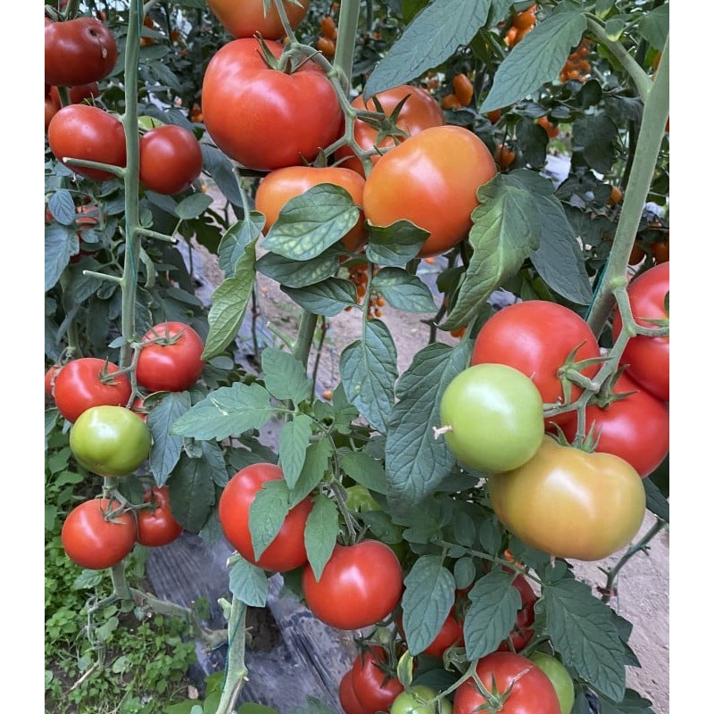 TOMATE BIG BEEF PLUS F1 (SVTH 3438) 500 SEM