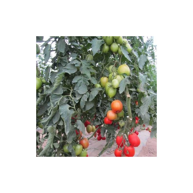 TOMATE COLIBRI F1 250 SEM 