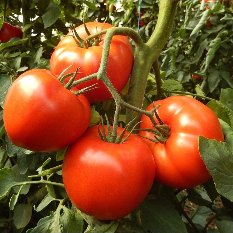 TOMATE ISMINI F1 500 SEM