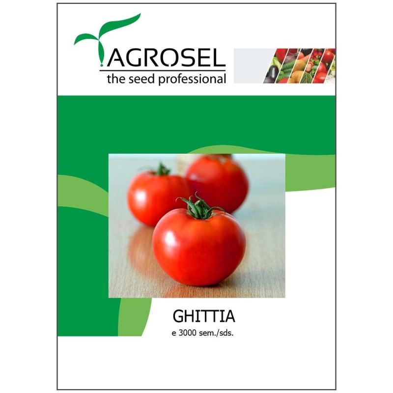 TOMATE GHITTIA 3000SEM