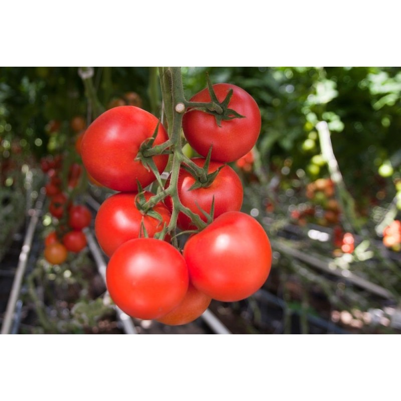 TOMATE MOLDOVEANU F1 500sem