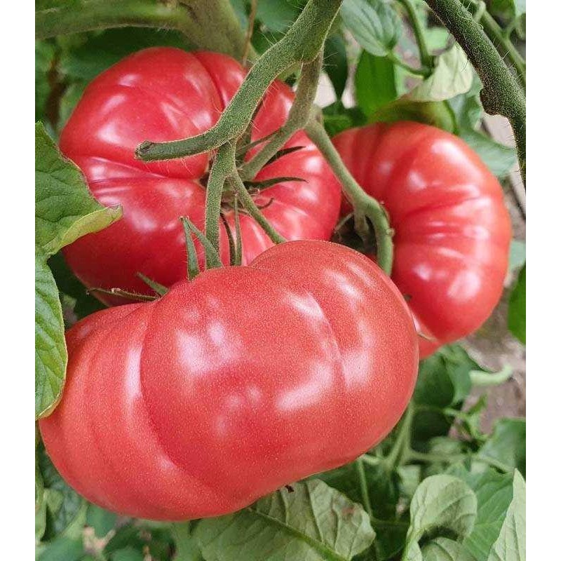 TOMATE BUFFALO PINK 250SEM