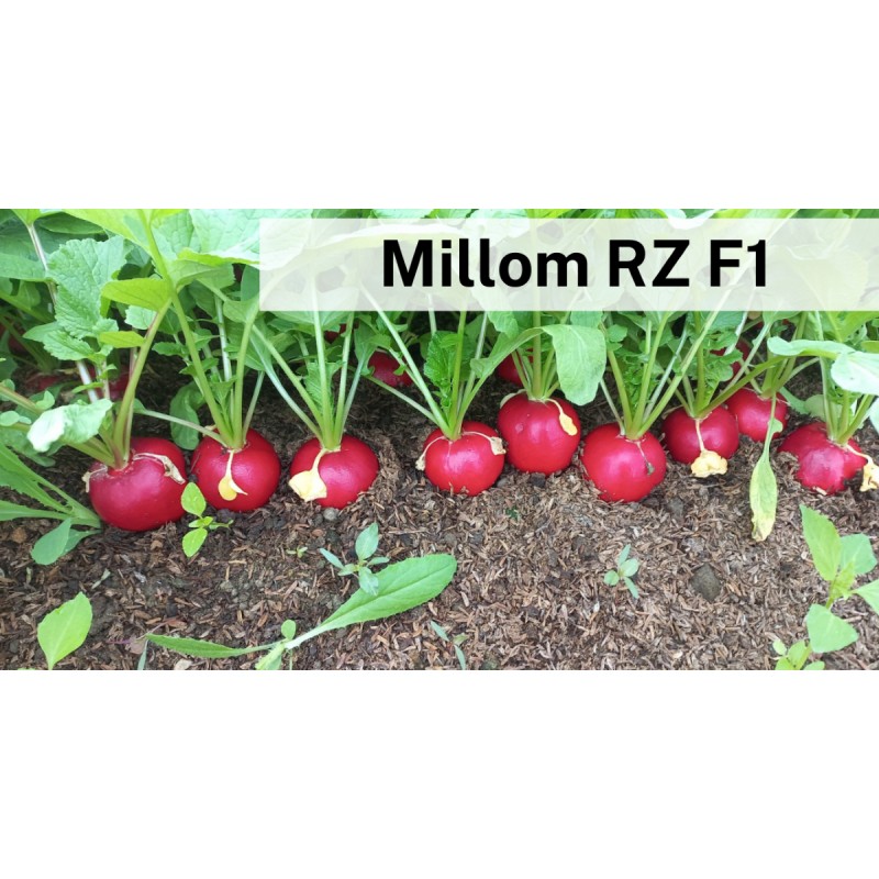 RIDICHI MILLOM RZ 2.5 - 2.75 / 100.000 SEM 