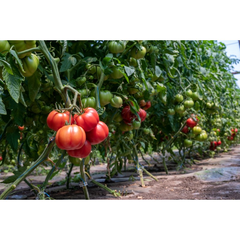 TOMATE HB 101153 F1 250SEM