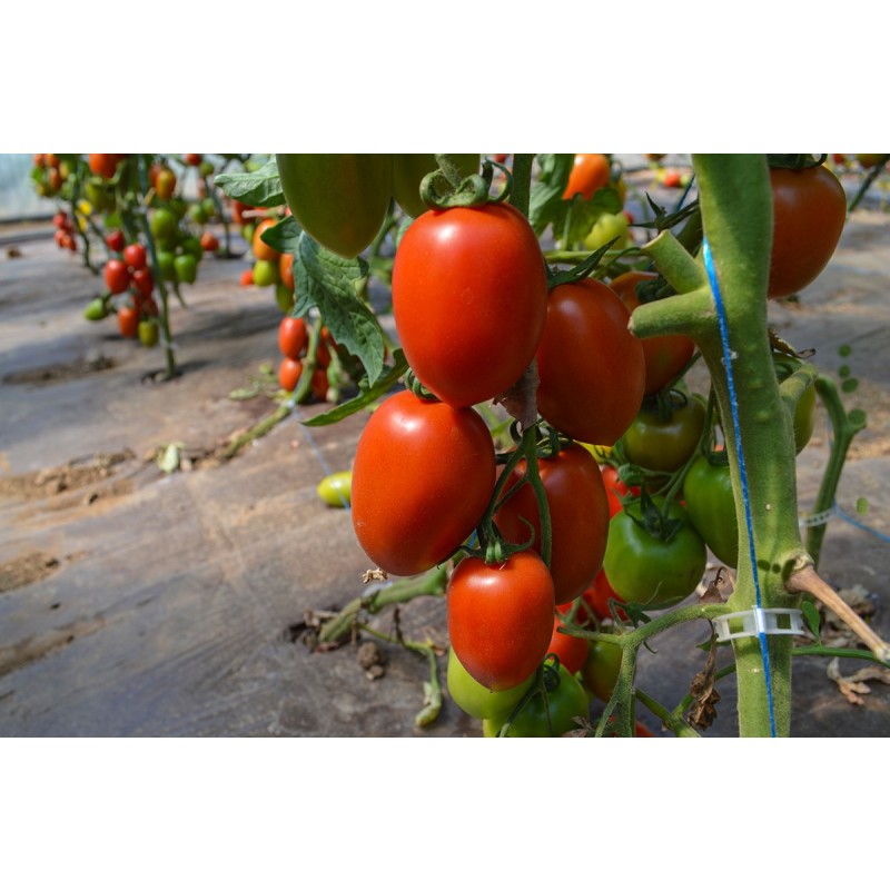 TOMATE PRUNISOARE BYELSA F1 500SEM