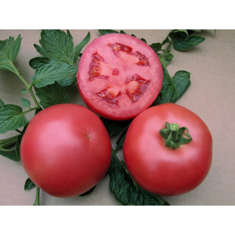 TOMATE VP1 F1 250SEM