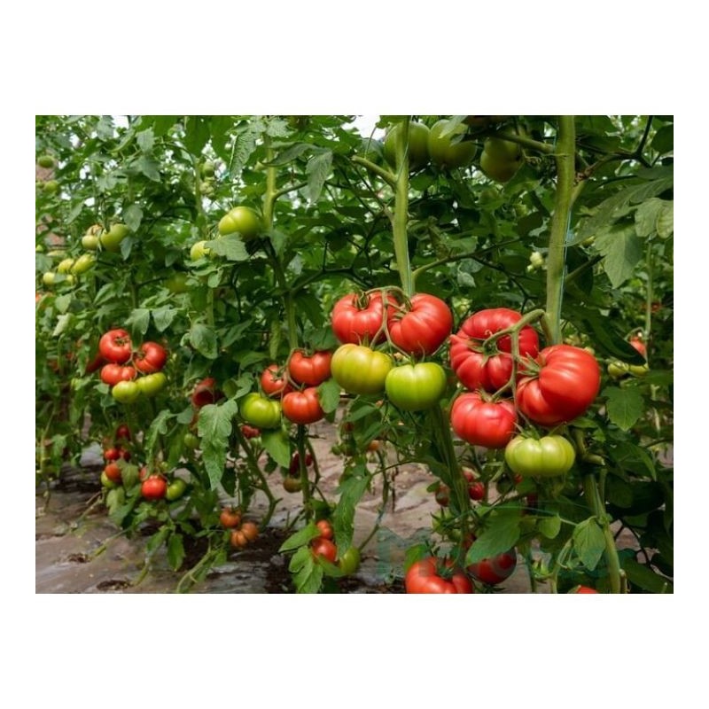 TOMATE LEROXI F1 1000SEM